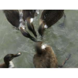  Denmark Group of Ducks Ducking Underwater Photographic 