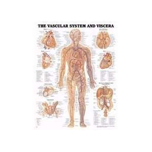  Vascular System Chart 20 W x 26 H Health & Personal 
