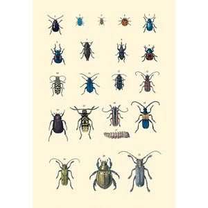  Insect Study #2   12x18 Framed Print in Black Frame (17x23 