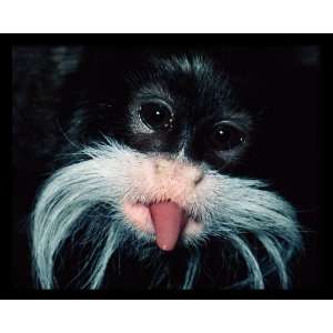  National Geographic, Funny Tamarin, 16 x 20 Poster Print 