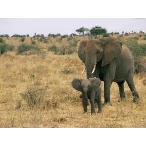  A Juvenile African Elephant is Followed by its Parent 