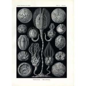  Ernst Haeckel 1904   Cystoidea   Artforms of Nature 