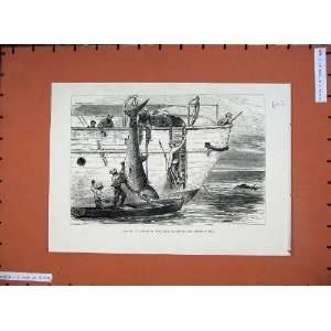   1880 Cutting Shark Port Louis Mauritius Men Boat Ship