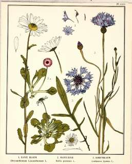BOTANICAL ANTIQUE PRINT   CORN FLOWER   litho, 1905  