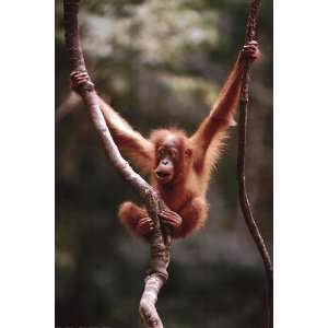  Orangutan Baby by Unknown 24x36