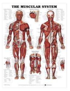Muscular System Chart Human Anatomy LFA #98946 Laminated  
