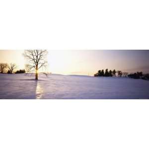  Trees on a Polar Landscape, Upstate New York, New York 