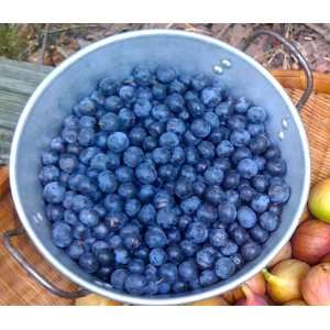    Premier Blueberry (Vaccinium ashei Premier) Patio, Lawn & Garden
