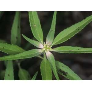 Toothed Spurge (Euphorbia Dentata), an Invasive Noxious Weed, Virginia 