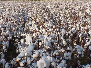 Cotton Growing Wool cd Planting Culture Farming 30 bks  