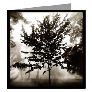  Morning And Solitary Tree Single Greeting Card