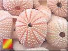 12 Pink Sea Urchin Seashells Shells 1   2 Beach Wedding Decor 