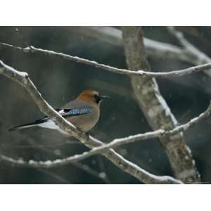  A Subspecies of Eurasian Jay Unique to Hokkaido Island 