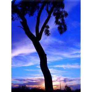  Striking Sunset Silhouette   Eleven Mile Corner, Arizona 