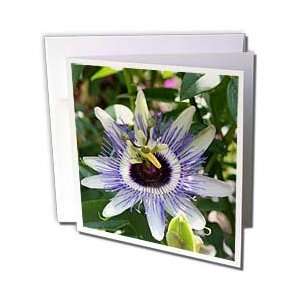 Taiche Photography   Flower Passion Flower   Greeting Cards 6 Greeting 