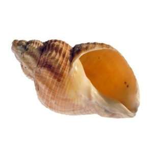 Common Whelk Shell Showing Aperture, Normandy, France Photographic 