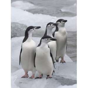 Chinstrap Penguins on ice, South Orkney Islands, Antarctica Stretched 