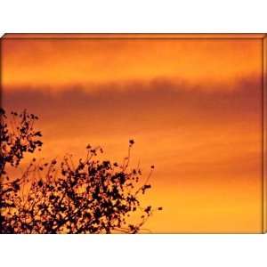  Arbre dans un ciel flamboyant   THUIR, Roussillon, France 