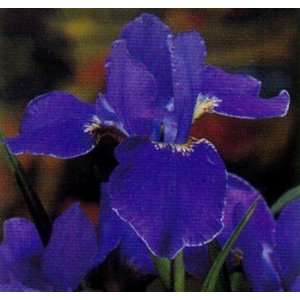    3 Silver Edge Siberian Iris Bulbs   SALE* Patio, Lawn & Garden