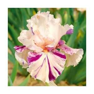    Brindled Beauty IRIS Rhizomes/bulbs (1) Patio, Lawn & Garden