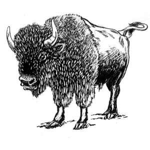   25 inch (58mm) Round Pin Badge Line Drawing Bison