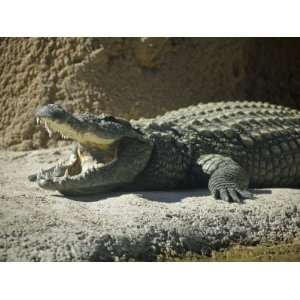  San Antonio, Texas, Zoo,The American Alligator (Alligator 