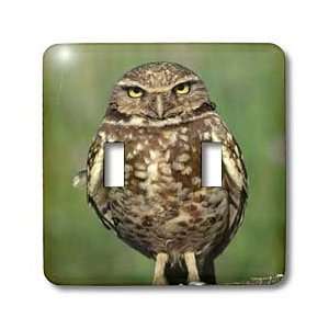 Jackie Popp Nature N Wildlife birds   Saw Wheat Owl   Light Switch 