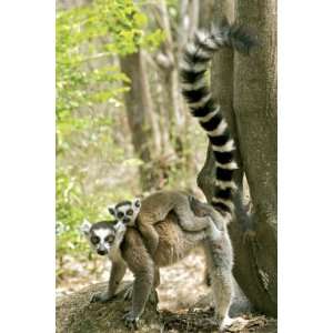  Animals Posters Lemur   Ring Tailed   35.7x23.8
