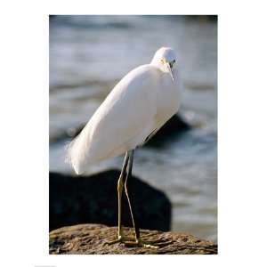  Snowy Egret Standing on Rock by the Water 18.00 x 24.00 