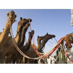 at the Pushkar Mela, the Camel and Cattle Fair for Semi Nomadic Tribes 