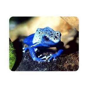  Blue Poison Frog Coasters Patio, Lawn & Garden