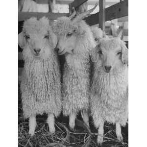  Three Angora Goats, Raised on Ranch for Their Fleece 