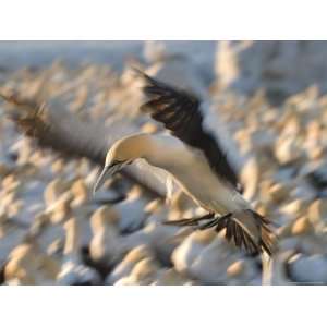  Cape Gannet, (Morus Capensis), Bird Island, Lambert S Bay 