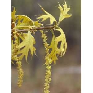 Staminate Catkins and Spring Leaves of a Turkey Oak, Quercus Laevis 
