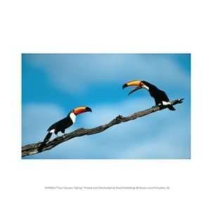  Two Toucans Talking Poster (10.00 x 8.00)