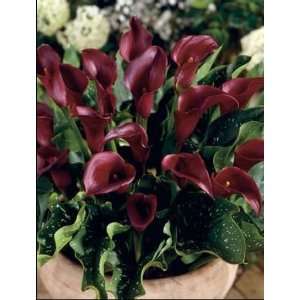   Majestic Red Calla lily Tuber   14cm Size Tuber Patio, Lawn & Garden