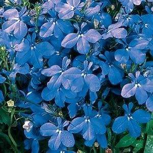  Lobelia Riviera   SKY Blue Nice Garden Flower 1,500 Seeds 