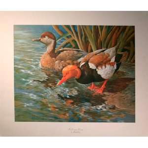   Red Creasted Pochards   Lithograph   Basil Ede   21X17