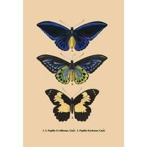  Vintage Art Papilio Urvillianus, Guer   05544 8