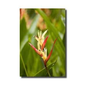  Heliconia Flower Singapore Giclee Print