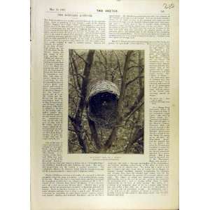    1897 Thrush Bird Nest Basket Thrushes Old Print