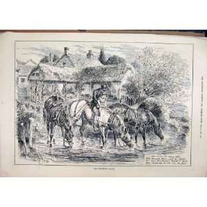   1884 Horses Watering Place Drinking Chicken Barn Print