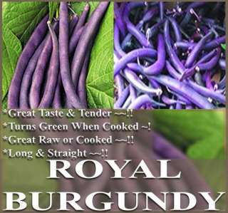 ROYAL BURGUNDY Bush Bean Seeds   Purple Color  