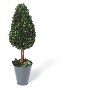  Foreside Boxwood Pear Topiary Tree