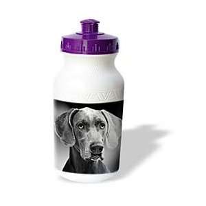  VWPics Dogs n Cats   Braque de Weimar   Water Bottles 
