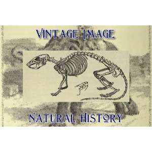   Keyring Key Ring Vintage Natural History Image Skeleton of Brown Rat