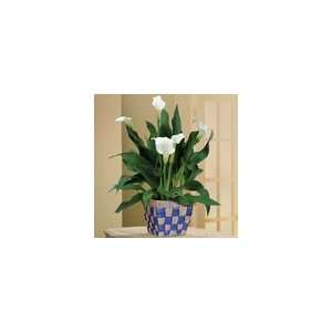  Calla Lily in Checked Basket Plant Gift 