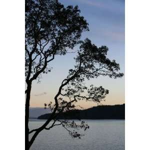 Madrona Tree, San Juan Islands Washington 