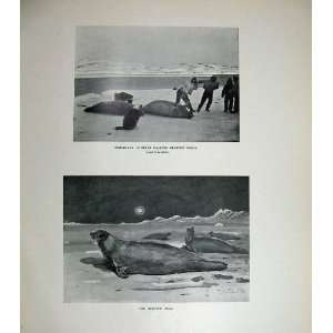    1904 Esquimaux Hunters Bearded Seal Millais Mammals