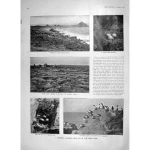  1905 SEA BIRD SCILLY ISLES GUILLEMOTS PUFFIN AUSTRIA